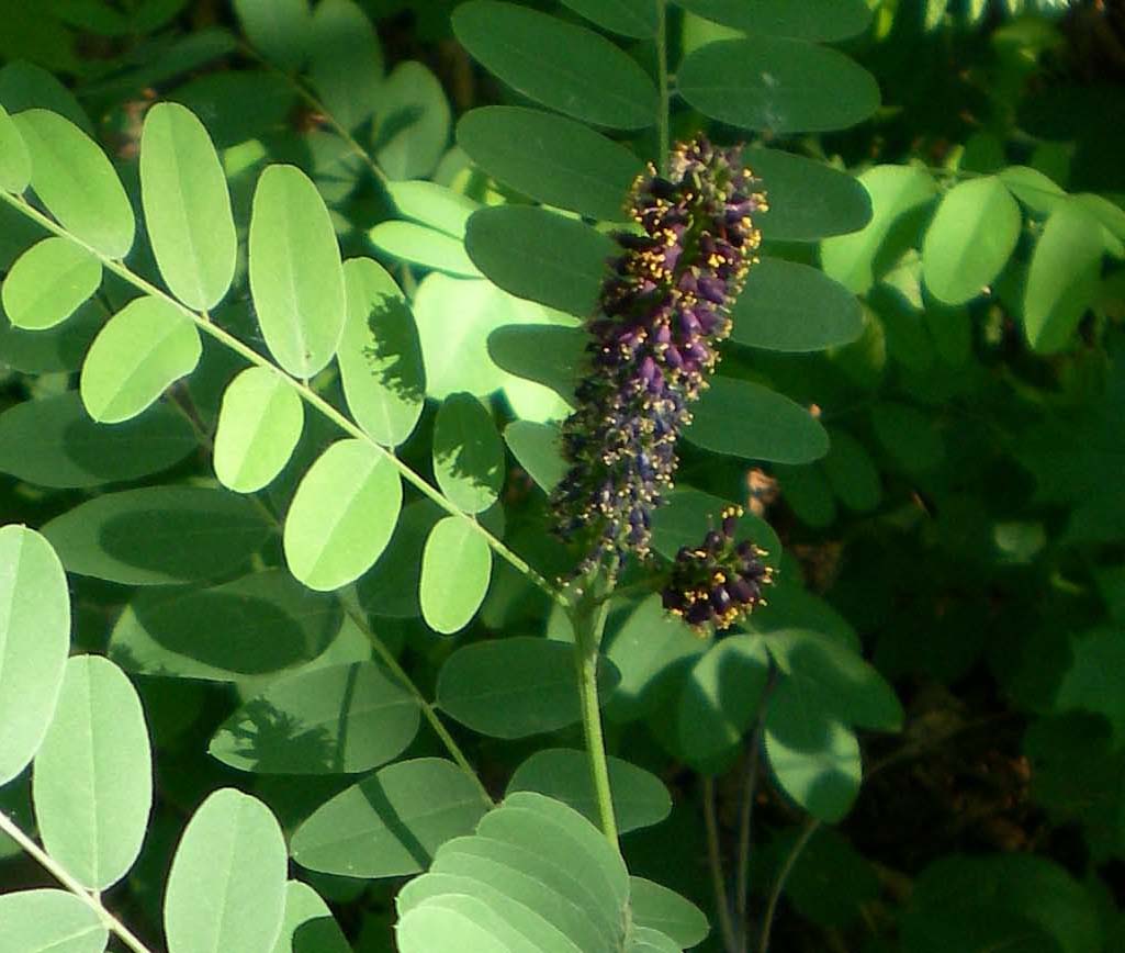 Image of Amorpha fruticosa specimen.