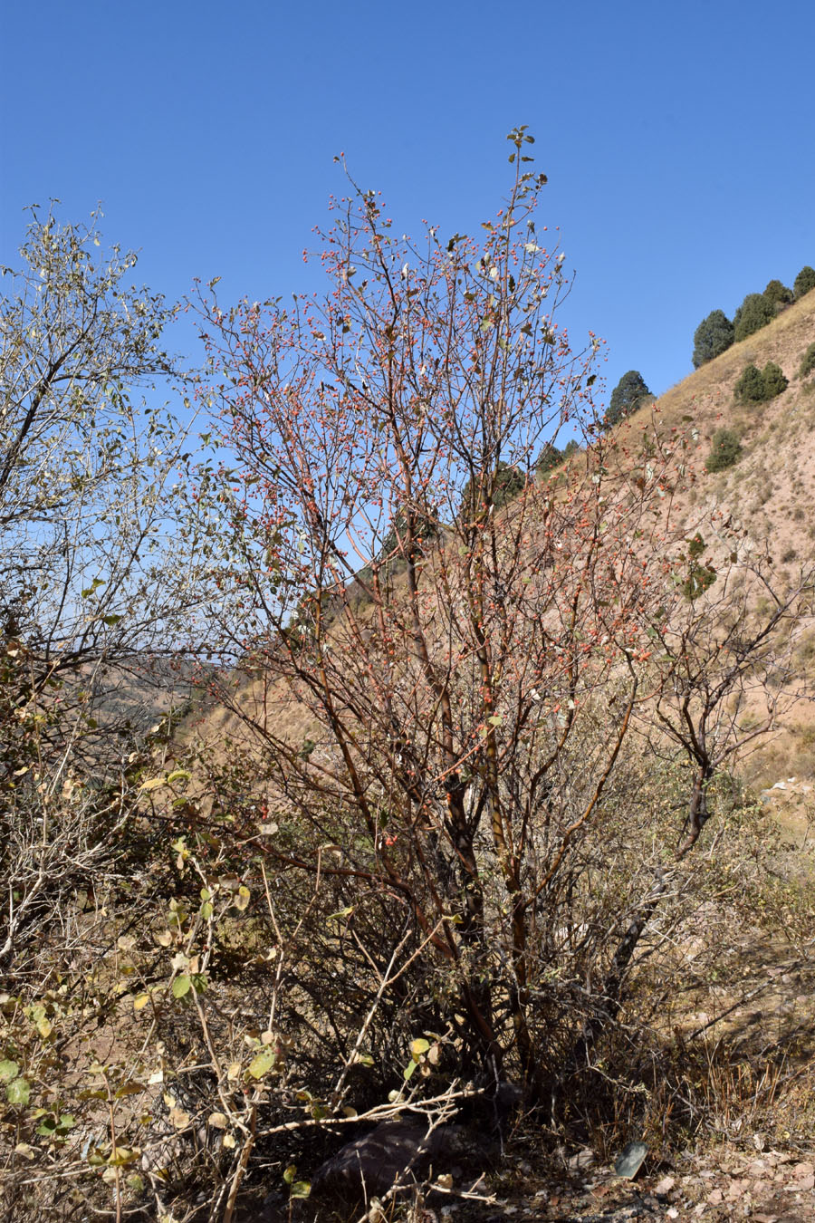 Image of Sorbus persica specimen.