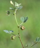 genus Medicago