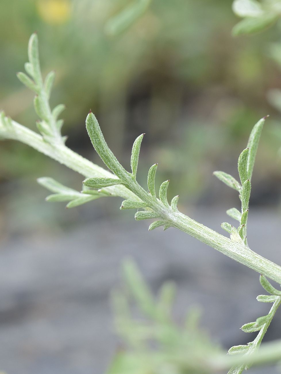 Image of Centaurea diffusa specimen.