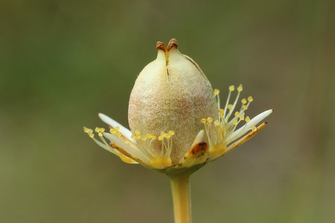 Image of Parnassia palustris specimen.