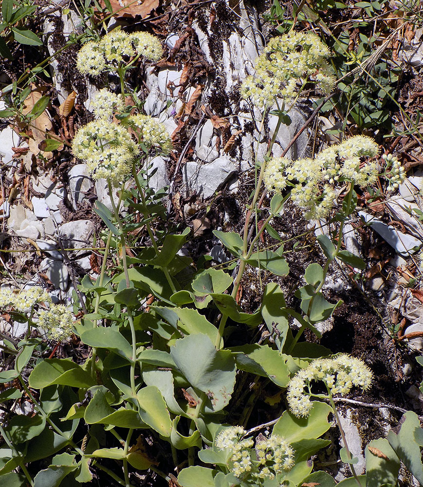 Image of Hylotelephium caucasicum specimen.