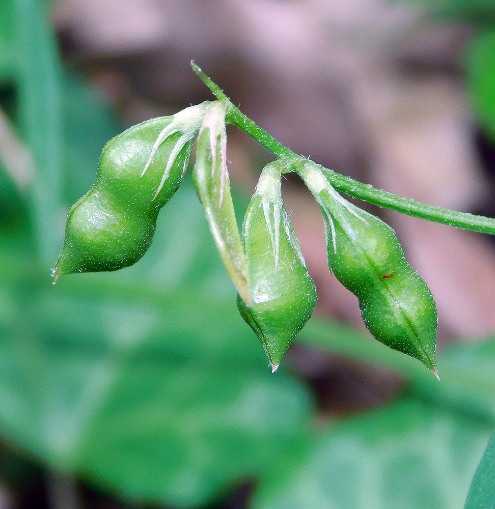 Изображение особи Vicia loiseleurii.