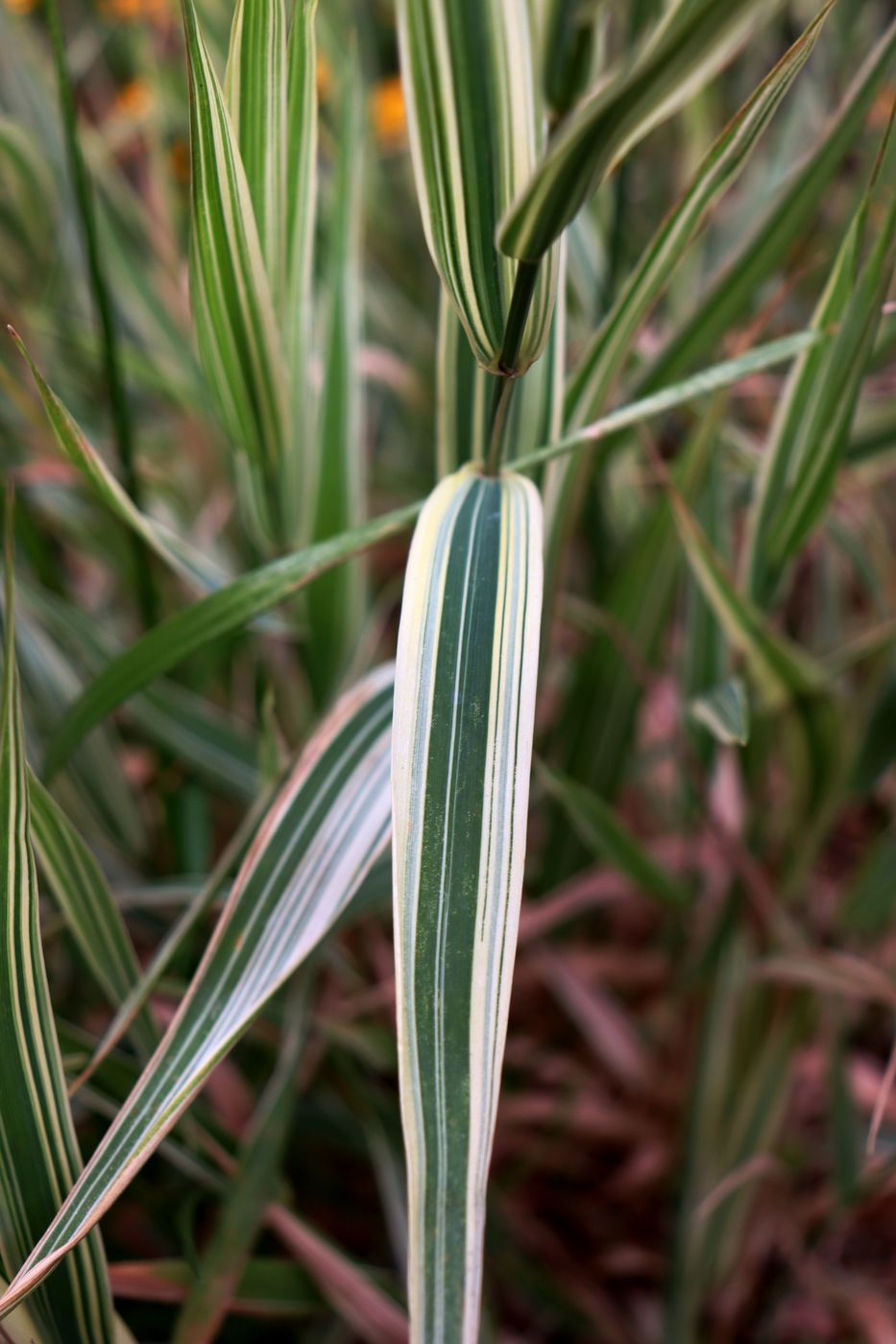 Изображение особи Phalaroides japonica.