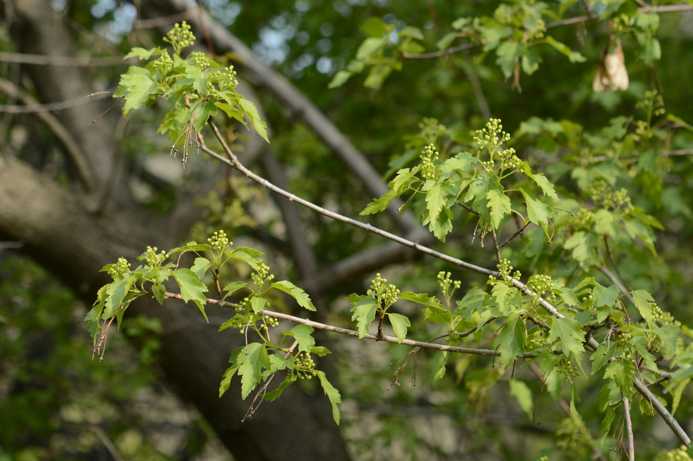 Image of Acer semenovii specimen.