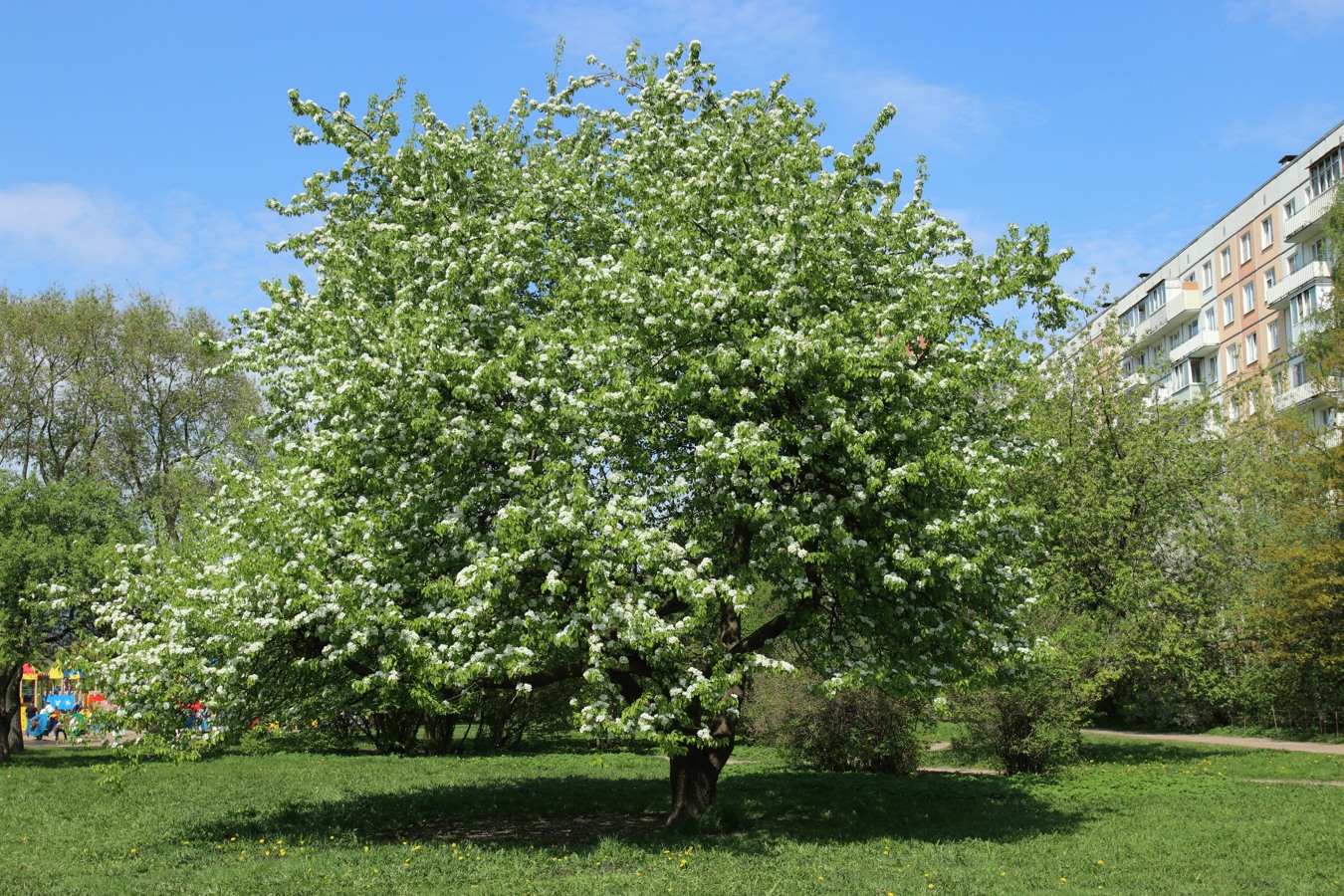 Image of Pyrus communis specimen.