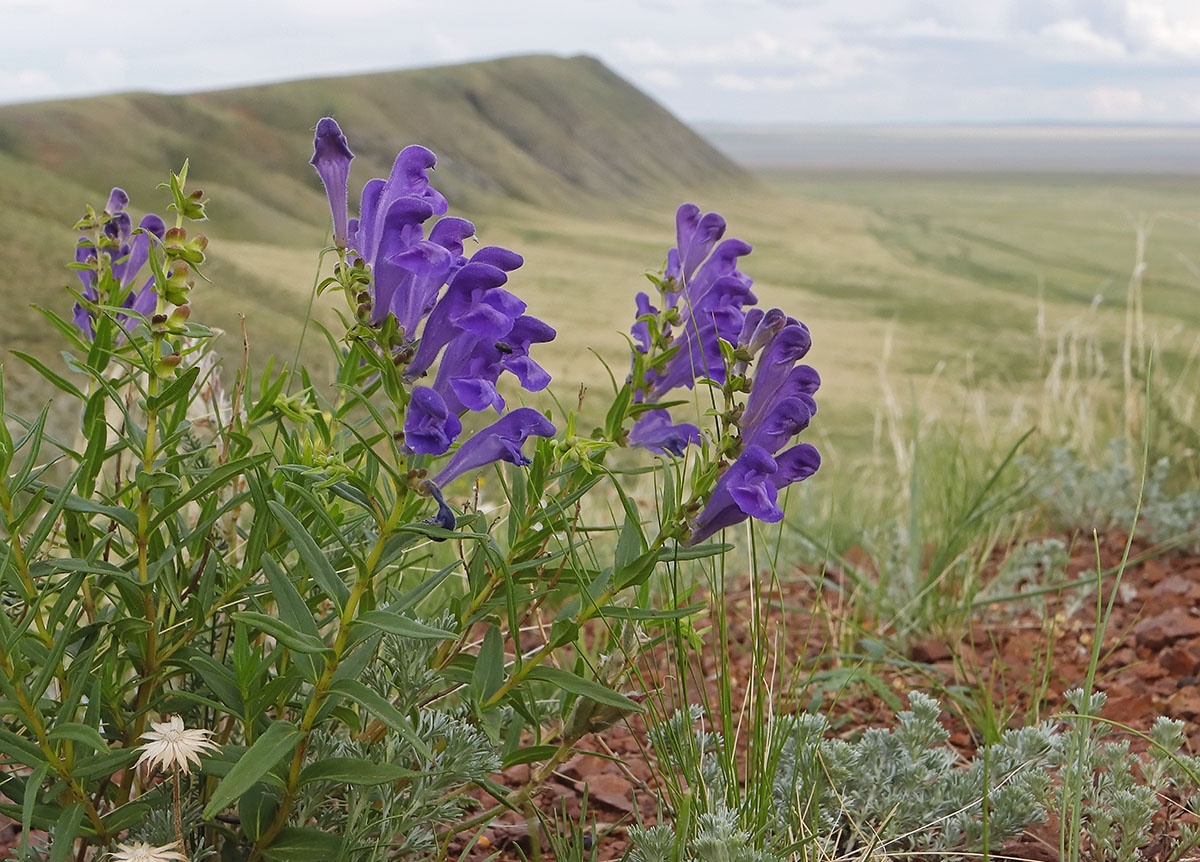 Image of Scutellaria baicalensis specimen.