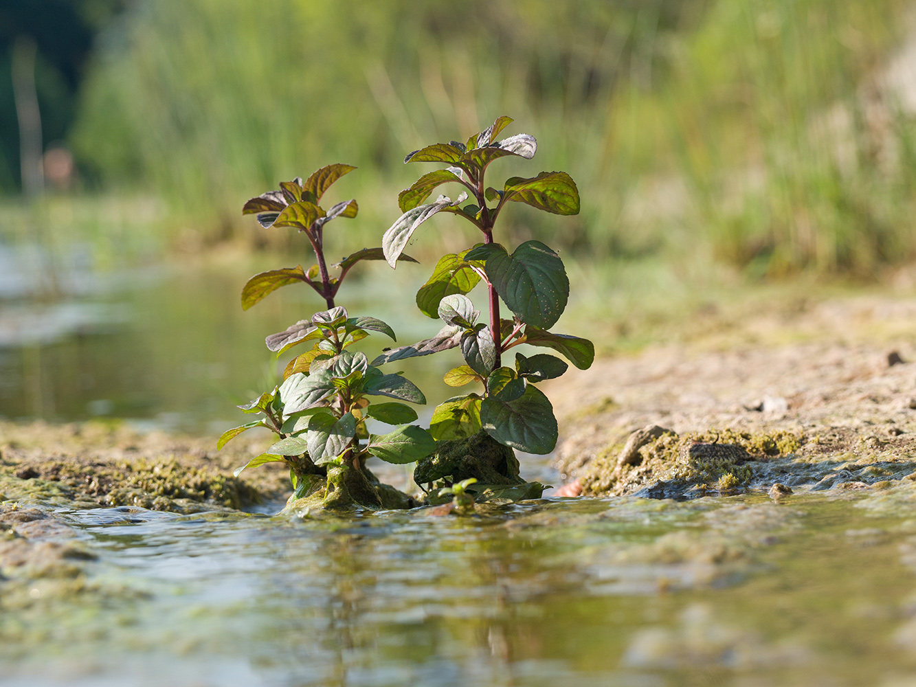 Image of Mentha aquatica specimen.