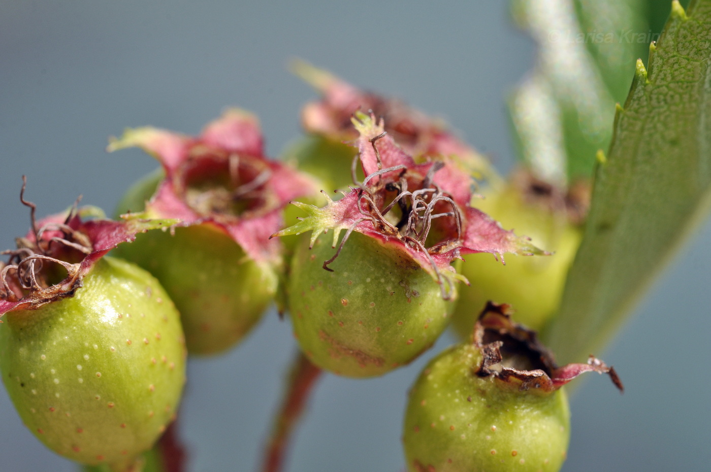 Image of Crataegus pinnatifida specimen.