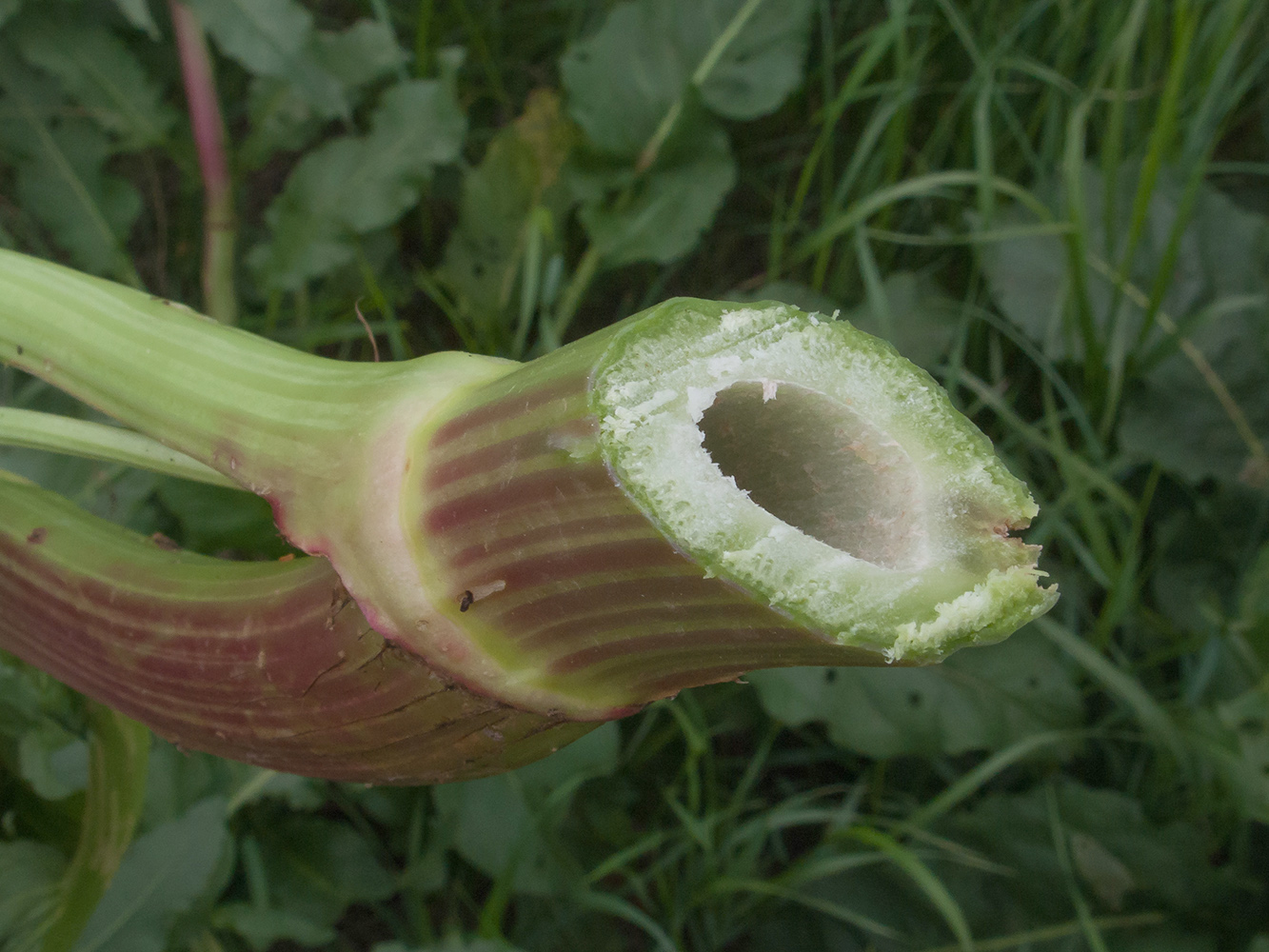 Image of Rumex patientia specimen.