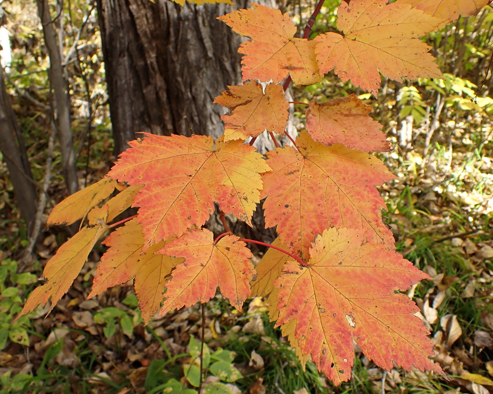 Image of Acer ukurunduense specimen.