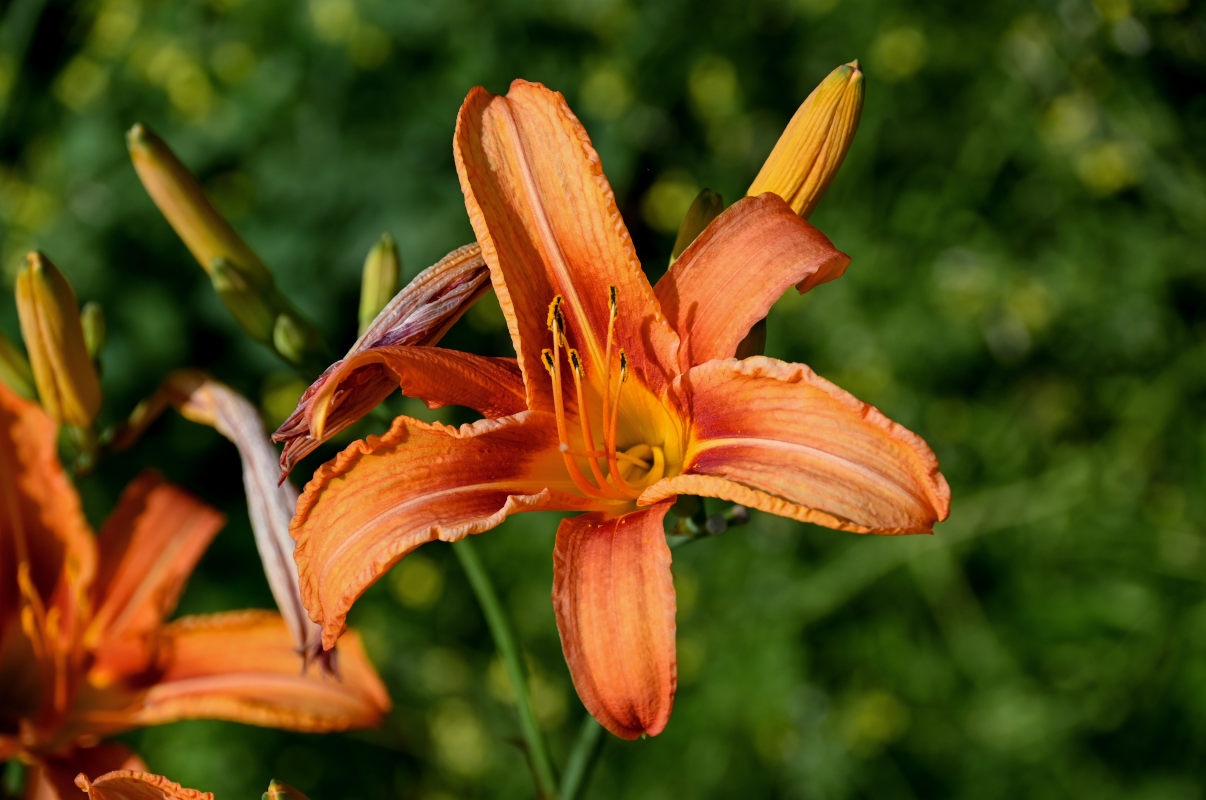 Image of Hemerocallis &times; hybrida specimen.