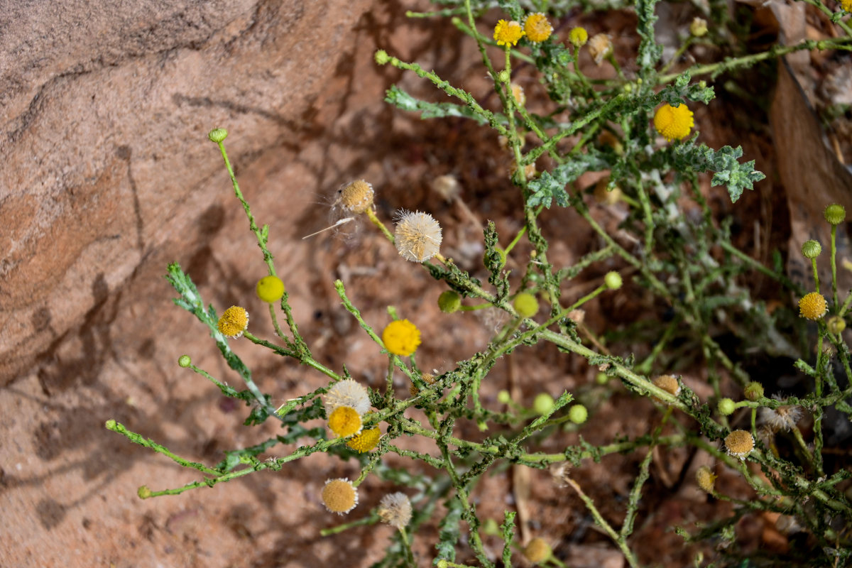 Image of Pulicaria undulata specimen.