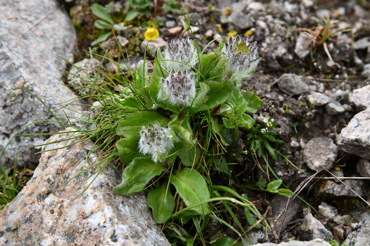 Изображение особи род Erigeron.