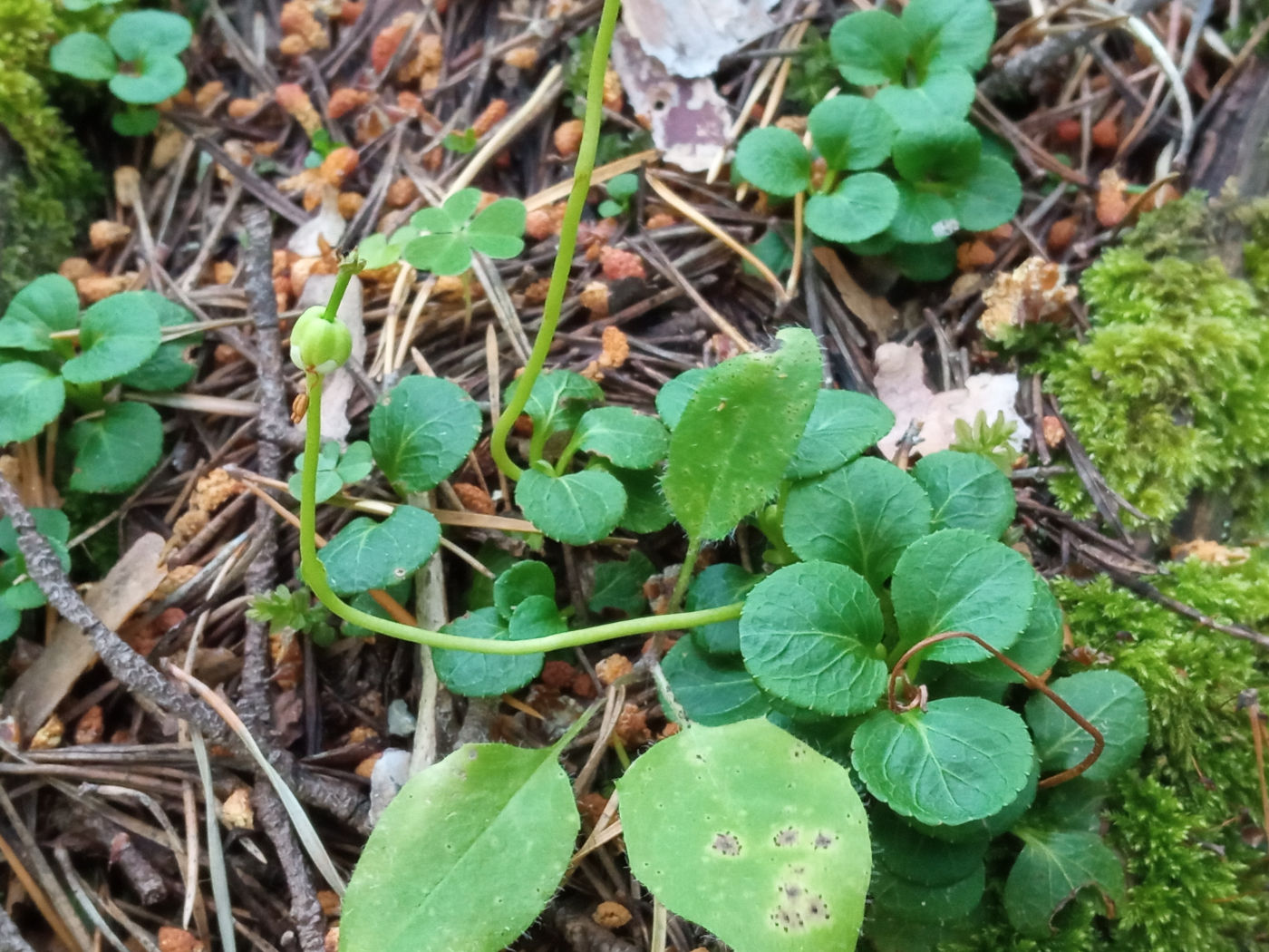 Изображение особи Moneses uniflora.