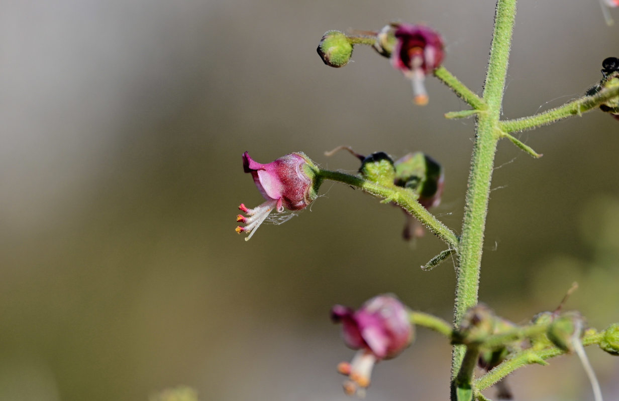 Image of Scrophularia variegata specimen.