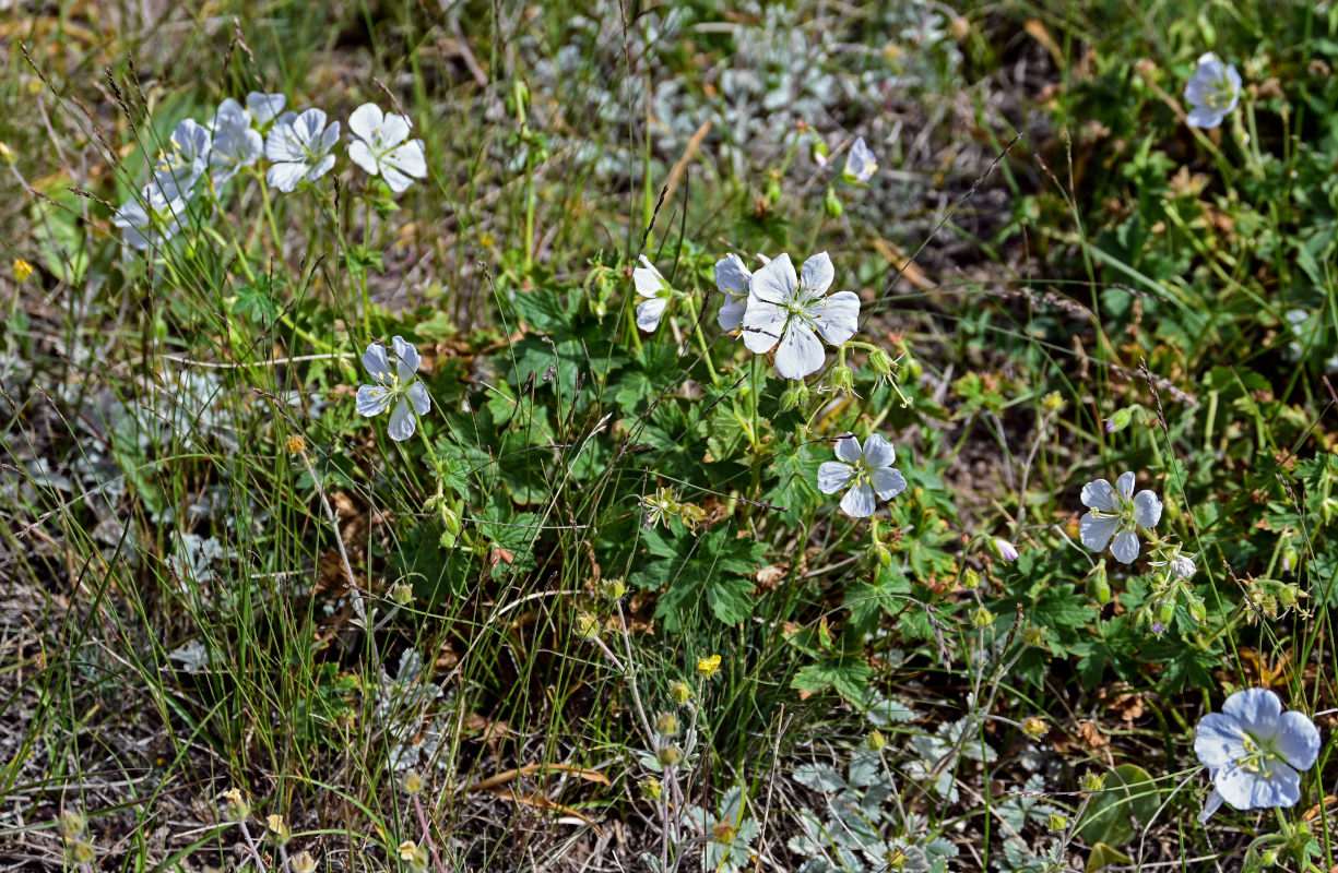 Image of Geranium collinum specimen.