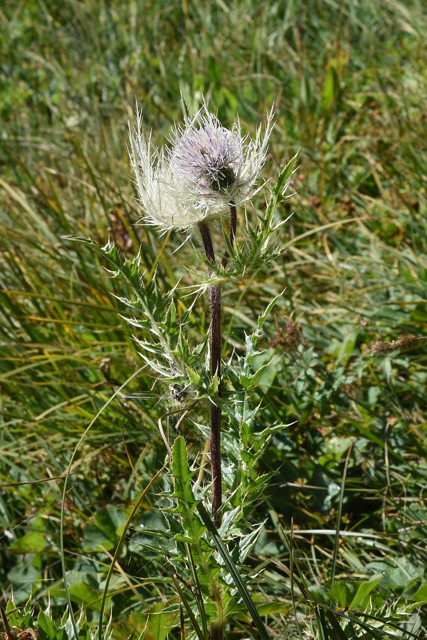 Изображение особи Cirsium obvallatum.