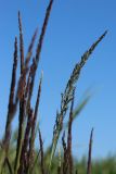 Calamagrostis groenlandica. Развивающиеся соцветия. Ленинградская обл., Ломоносовский р-н, окр. Шепелёвского маяка; п-ов Каравалдай, берег Финского залива, затопленный ситниково-болотницевый марш. 10.06.2023.