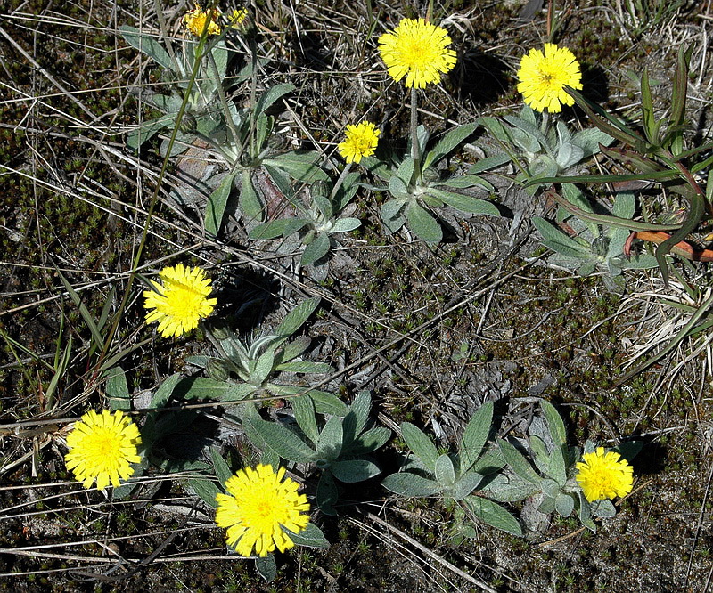 Image of Pilosella officinarum specimen.