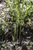 Equisetum sylvaticum. Спороносные побеги с развивающимися боковыми ветвями. Московская обл., Сергиево-Посадский р-н, окр. пос. Абрамцево, елово-широколиственный лес. 4 мая 2024 г.