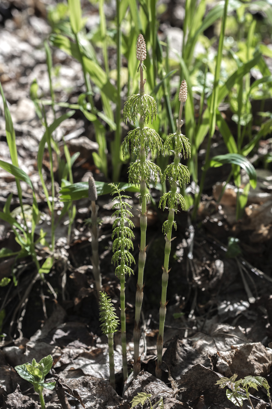 Изображение особи Equisetum sylvaticum.