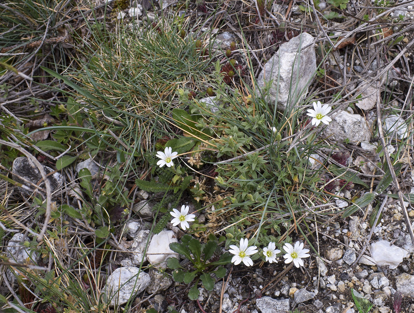 Image of Cerastium arvense specimen.