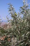 Смотреть изображение Pyrus salicifolia