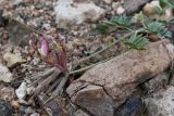 Astragalus amabilis. Отцветающее соцветие с незрелыми плодами. Казахстан, Алматинская обл., хр. Торайгыр, щебнистая пустыня. 6 мая 2024 г.