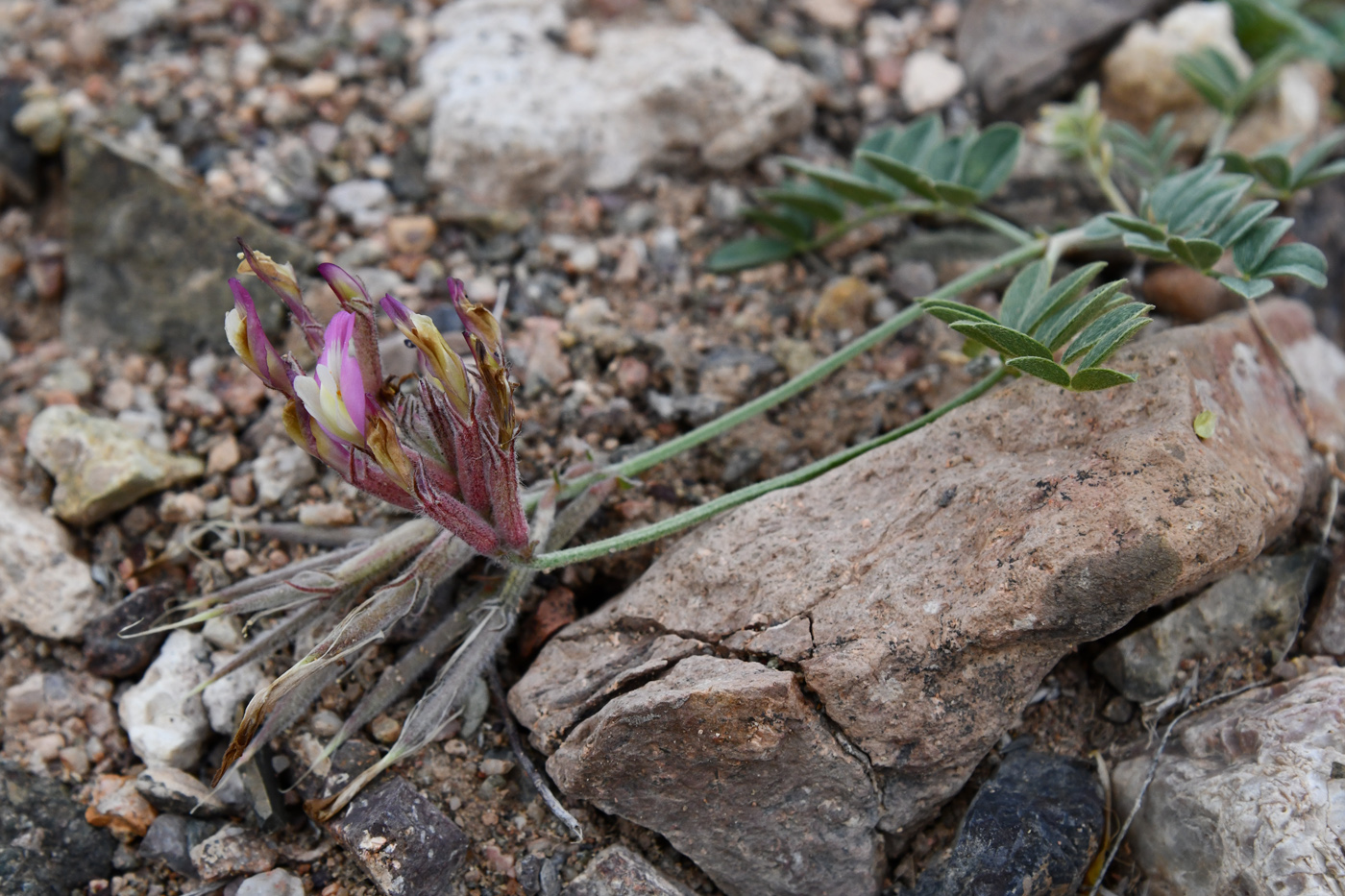 Image of Astragalus amabilis specimen.