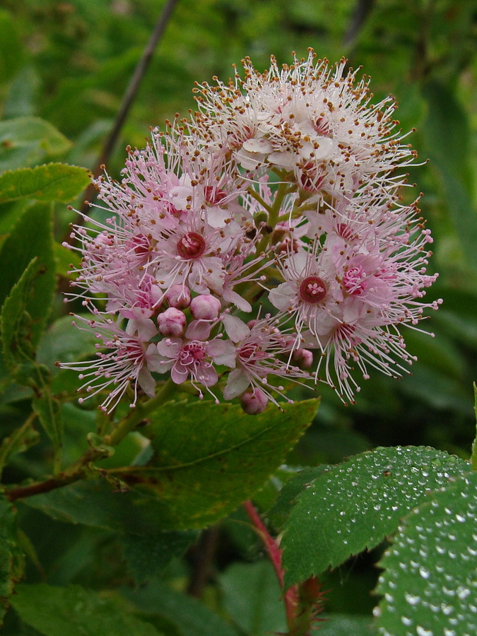 Image of Spiraea salicifolia specimen.