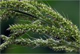 род Echinochloa