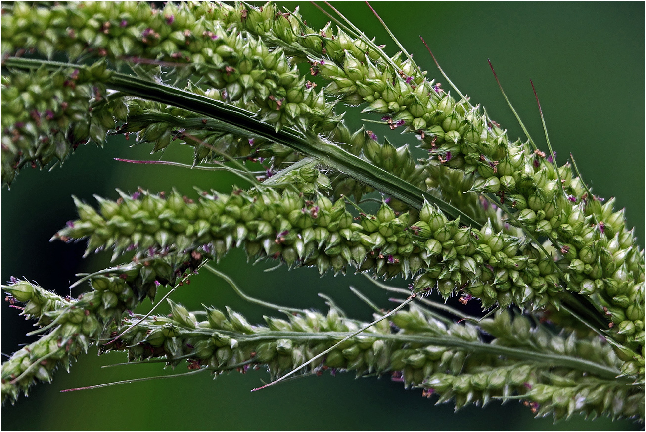 Изображение особи род Echinochloa.