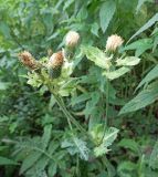 Cirsium oleraceum. Верхушка цветущего растения. Московская обл., г. Подольск, пойма р. Петрица. 30.07.2024.