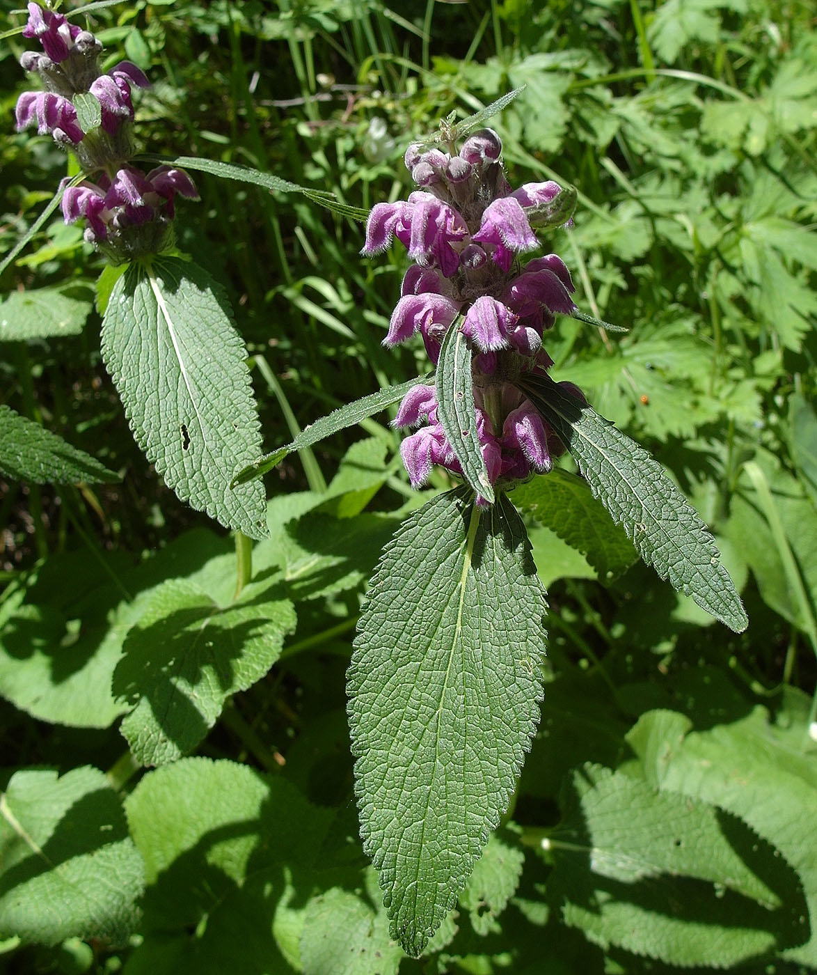 Image of Phlomoides oreophila specimen.