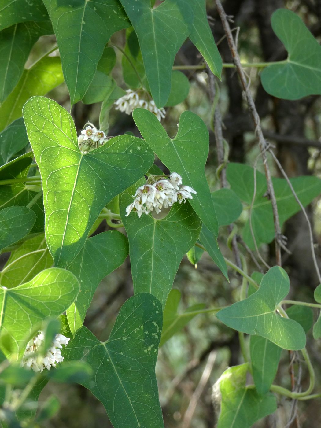 Изображение особи Cynanchum sibiricum.