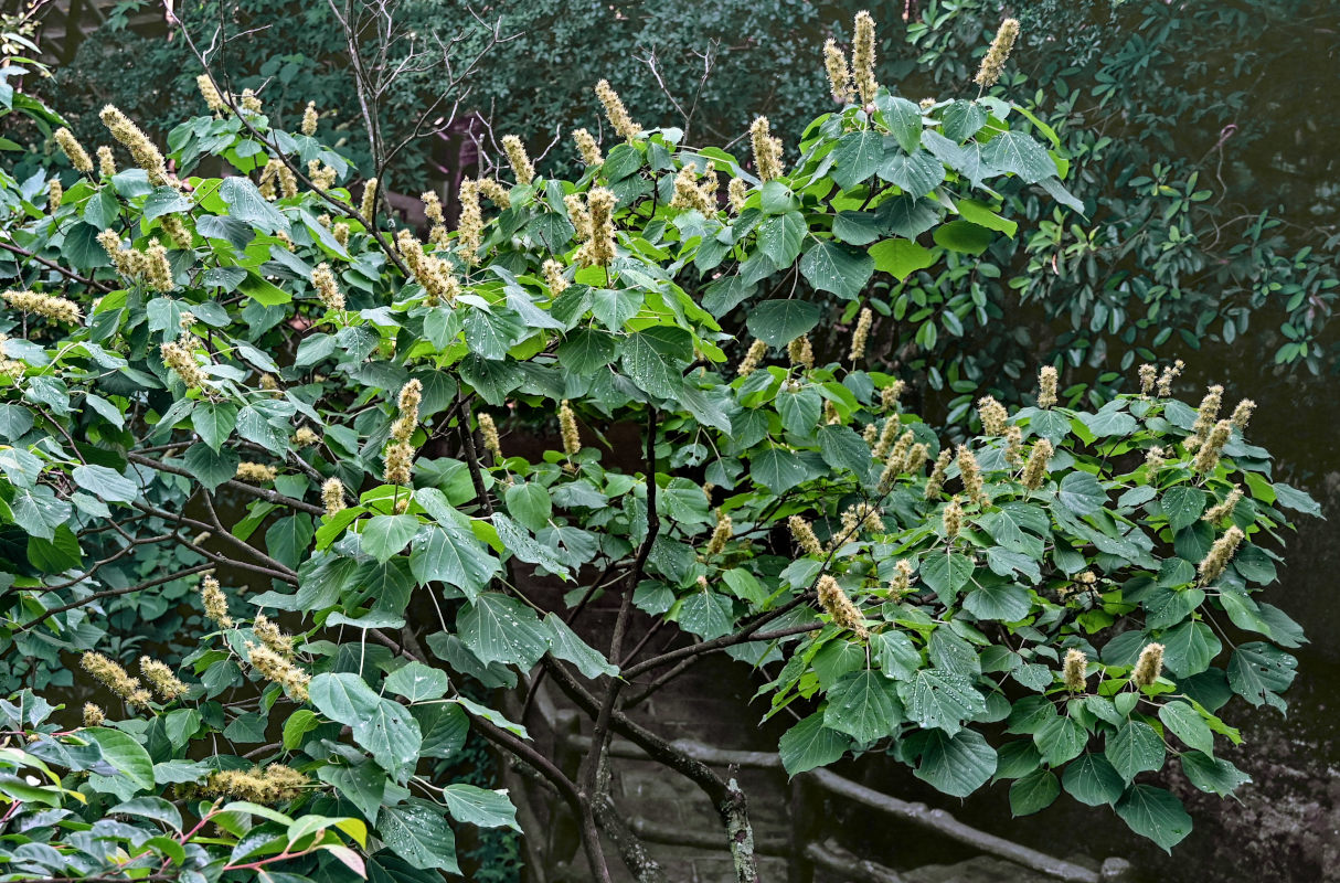 Изображение особи Mallotus nepalensis.