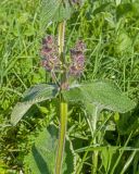 Stachys balansae