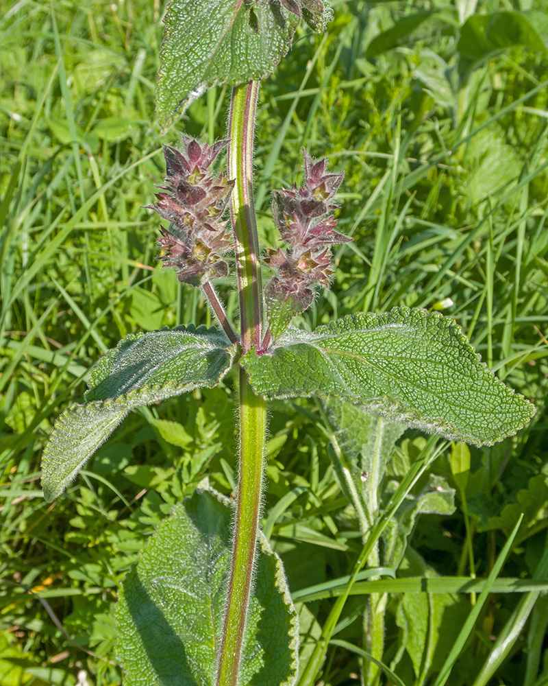 Image of Stachys balansae specimen.