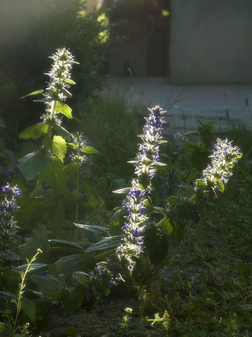 Image of Ajuga genevensis specimen.