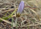 Crocus tauricus. Цветущее растение. Крым, г. Симферополь, окр. мкр-на Пневматика, куэста, луг. 20.02.2024.