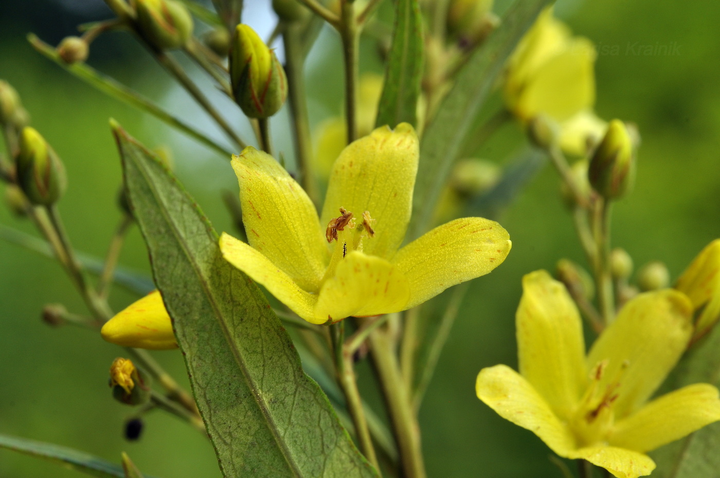 Изображение особи Lysimachia davurica.