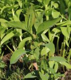 Bupleurum longifolium ssp. aureum