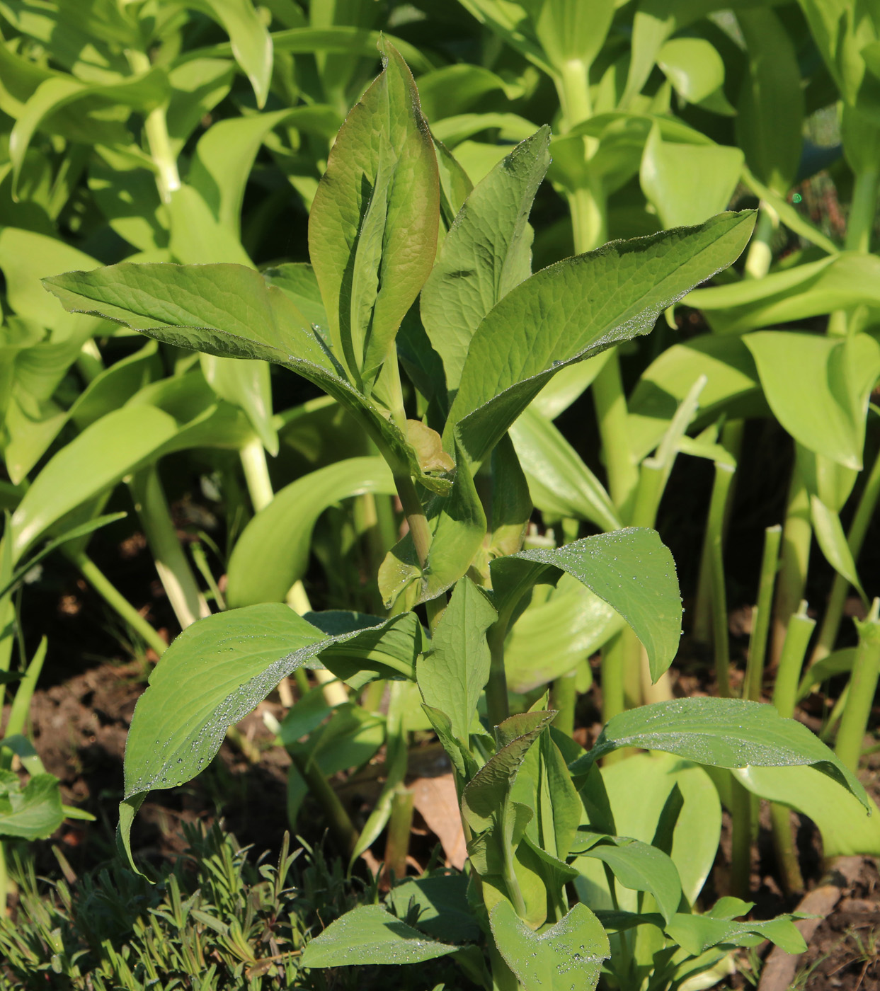 Изображение особи Bupleurum longifolium ssp. aureum.