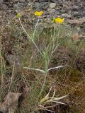 Ranunculus illyricus. Цветущее и плодоносящее растение. Крым, Южный Берег, с-в склон горы Аю-Даг, редколесье, каменистый склон. 25.05.2024.