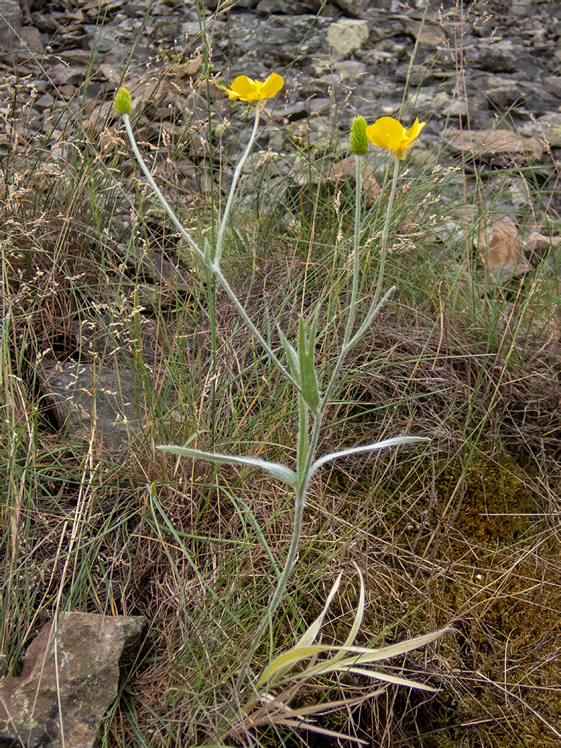 Image of Ranunculus illyricus specimen.