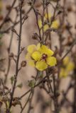 Verbascum blattaria. Цветок и плоды. Волгоградская обл., Калачевский р-н, окр. станицы Голубинская, сухая дерновинно - злаковая степь. 11.10.2024.