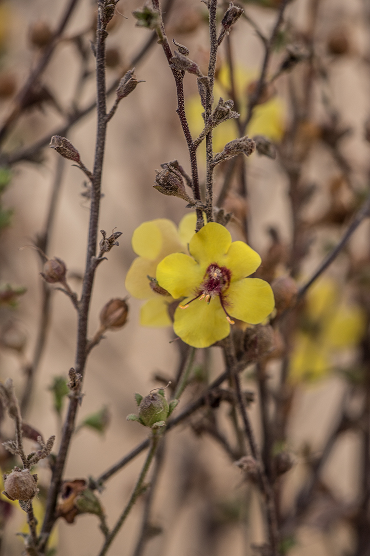 Изображение особи Verbascum blattaria.