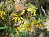 Senecio nemorensis