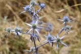 Eryngium caeruleum. Верхушка цветущего растения. Таджикистан, Хатлонская обл., Шамсиддин-Шохинский р-н, начало подъема на перевал Шуроабад со стороны Калаи-Хумба, выс. ≈ 2300 м н.у.м., пояс савваноидов, травяной ярус фисташника. 6 июля 2024 г.